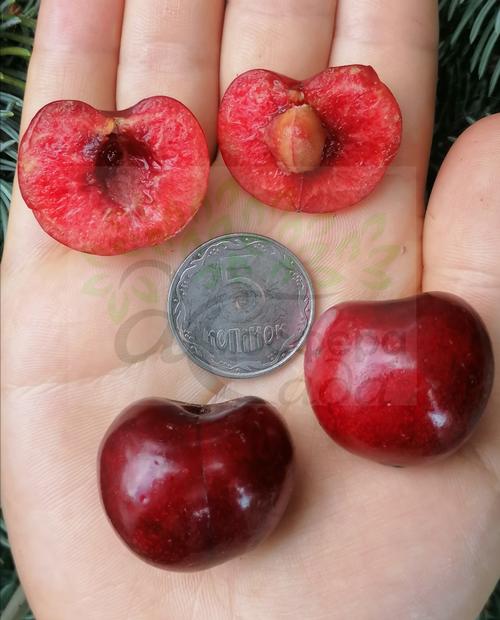 Черешня Санберст 